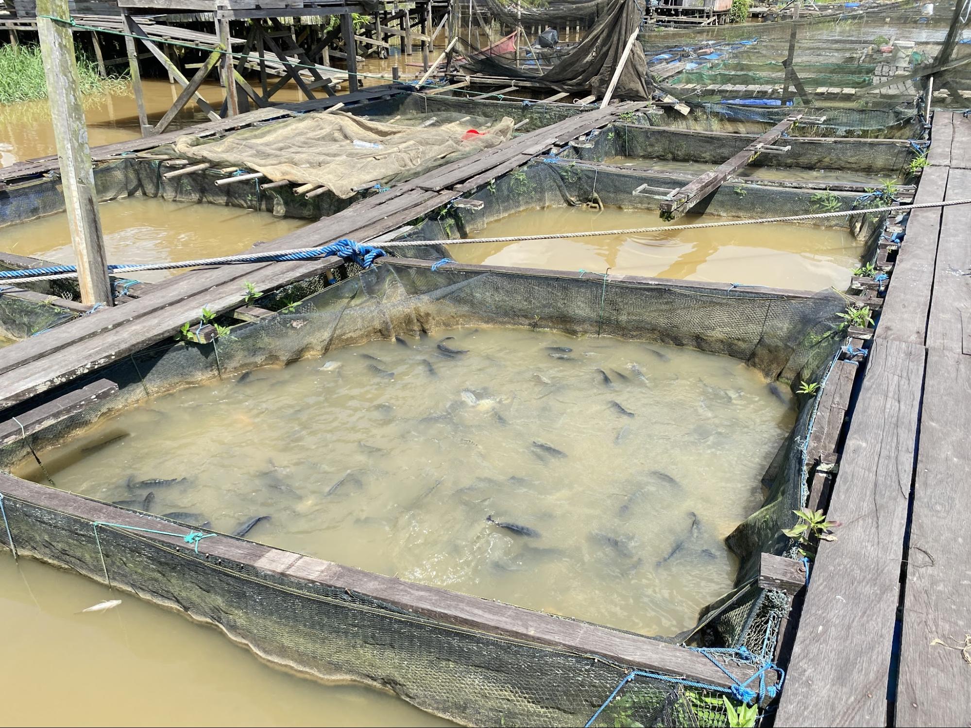 Kehidupan ikan air tawar milik Basri. (Defrico/Kaltimtoday.co)